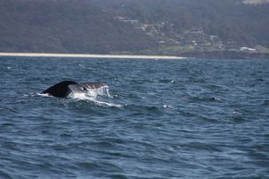 whales on the move 4