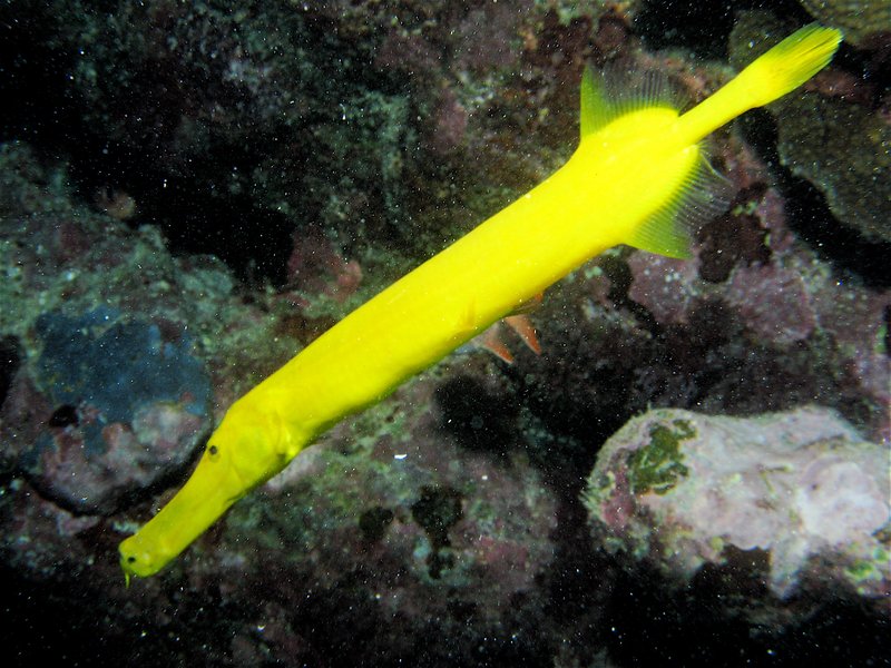 09 Trumpetfish