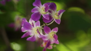 Wild Orchid flowers, Bangkok.