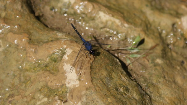 A Blue Dragon Fly, chilling at tier 7.