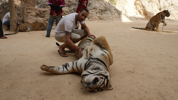 Me giving the Tiger a tickle on the tummy, thankfully, she was still full from lunch.