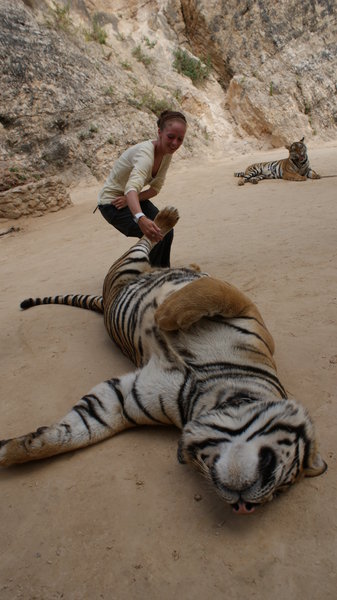 Sam not happy with the lack of attention from the Tiger, decides to drag him along to try & provoke a reaction.
