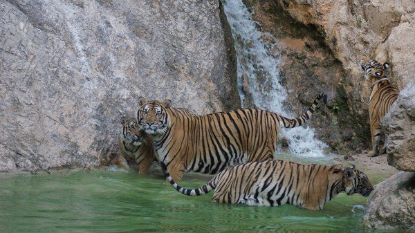 The Tigers bathe & play in the cool water that escapes the suns glare.