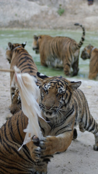 The crazy handlers, taunt the Tigers with the plastic bag & bamboo stick.
