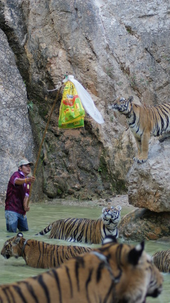 The insane handler, surrounded by the Tigers, in the water.
