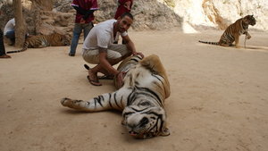 Me giving the Tiger a tickle on the tummy, thankfully, she was still full from lunch.