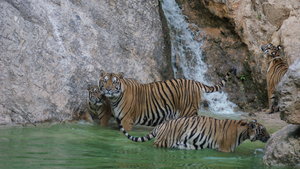 The Tigers bathe & play in the cool water that escapes the suns glare.