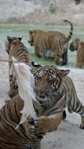 The crazy handlers, taunt the Tigers with the plastic bag & bamboo stick.
