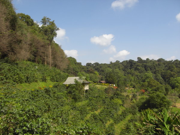 The coffee plantation.
