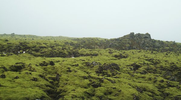 Young Lava Field