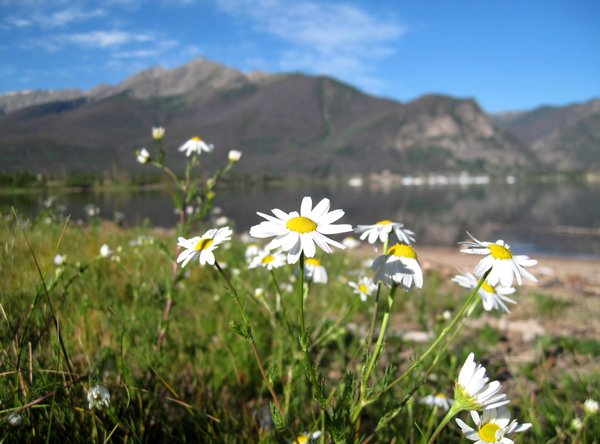 Macro used on daisies