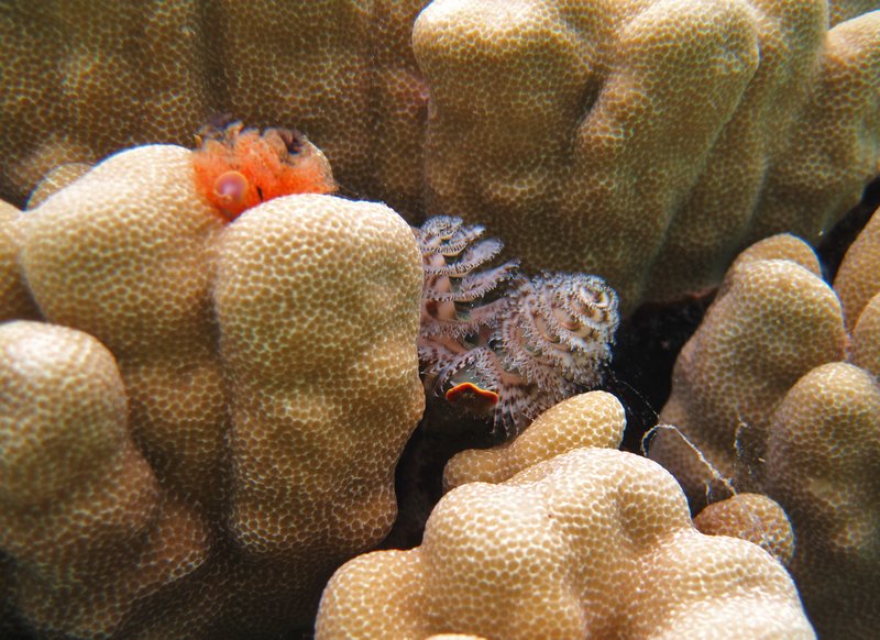 A worm on the coral