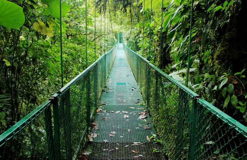 Bridge through the Cloud Forest