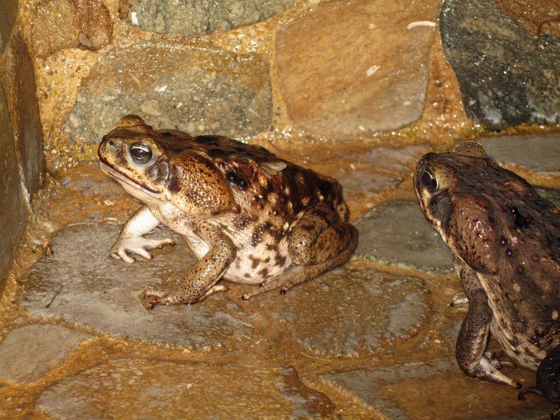 Giant Toads