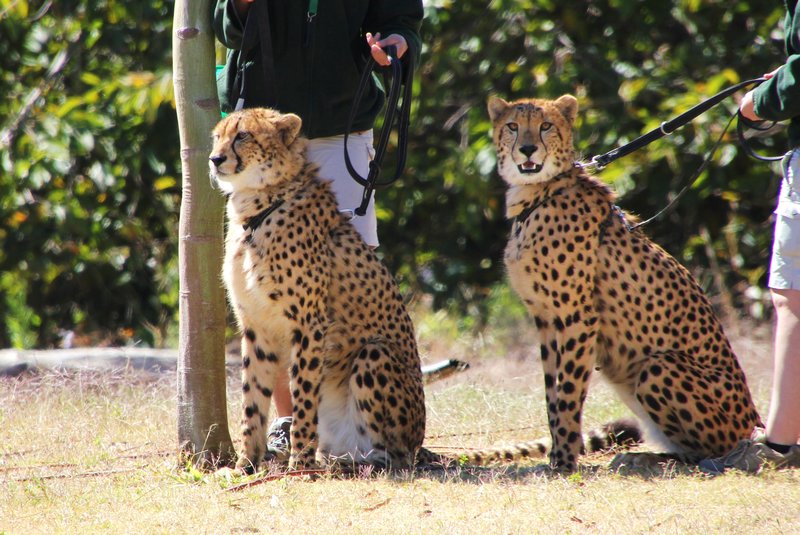 The two cheetahs