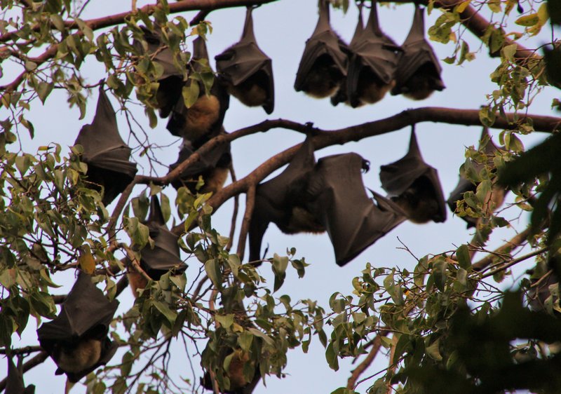 Those bats!