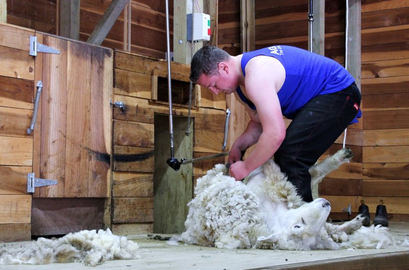 Sheering a sheep