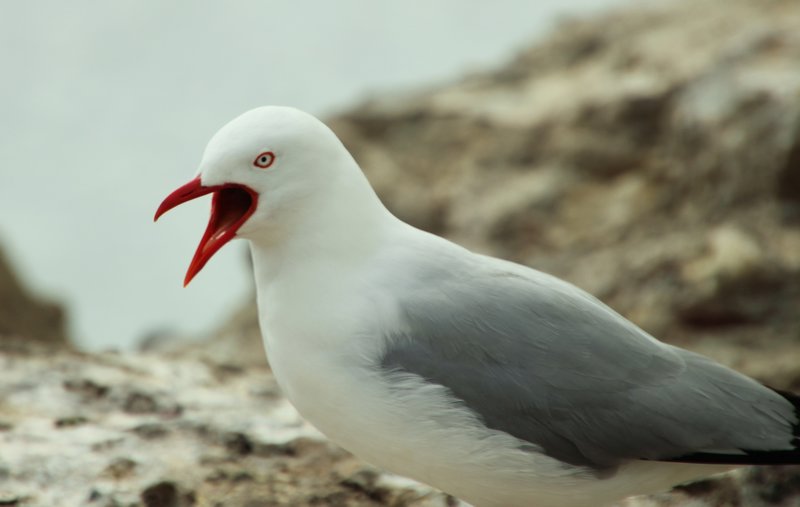 Seagull on lake Rotorua
