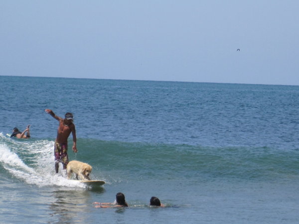 Surfing the wake with a dog