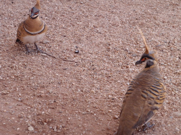 Spinifex pigeons