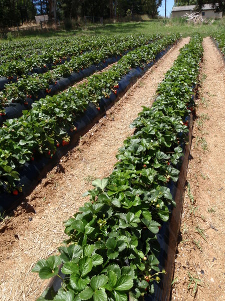 Rows and rows of strawberries