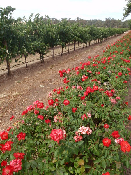 Rose lined vineyards