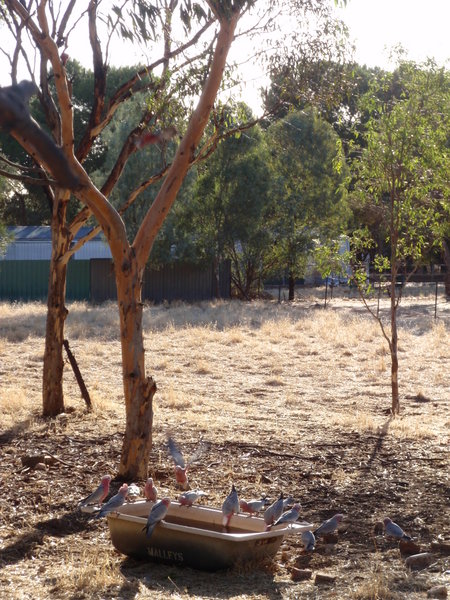 Galahs drinking out of the sheep bath on another hot Adelaide afternoon