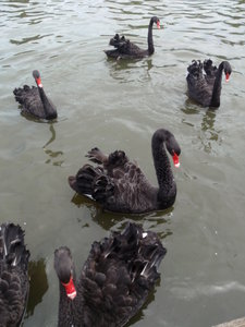 Torren Lake and the beautiful black swans