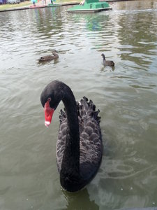 Black swans on Lake Torren