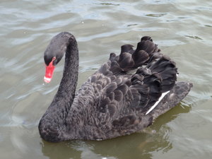 Black swan of Torrens Lake