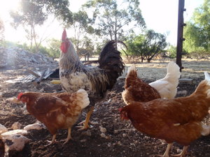 Chooks and King Specky