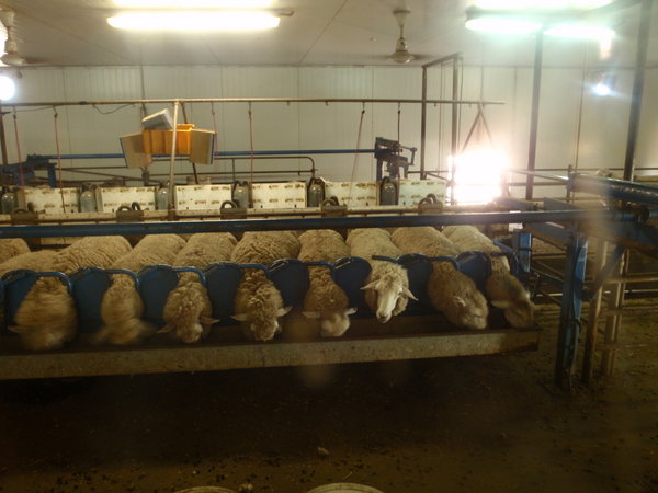 'The girls' being milked