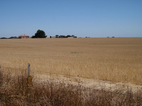 Wheat/ barley country