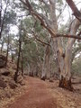 End of the hike back along the river with the stunning River red gums