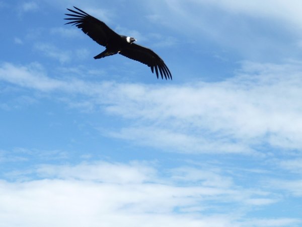 Colca Canyon - Andean Condor