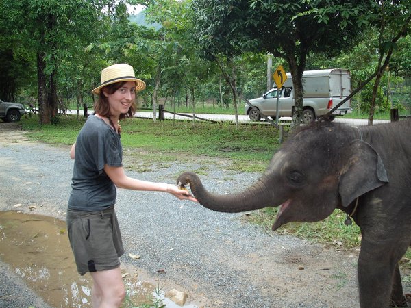 feeding a baby elephant