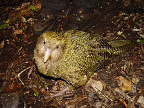 Kakapo #2