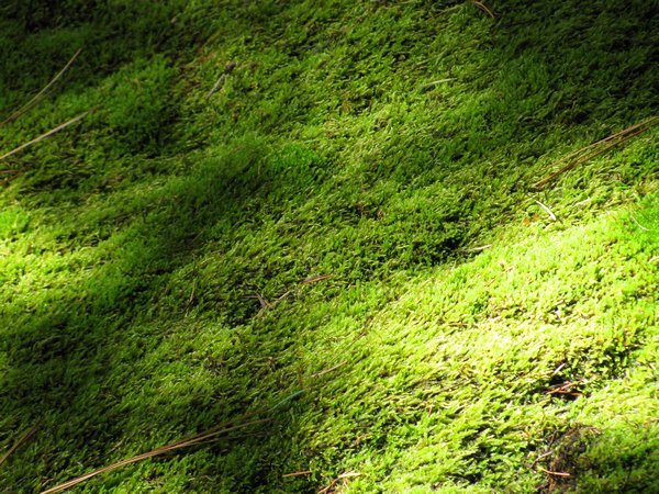Mossy carpet around Indian Spring