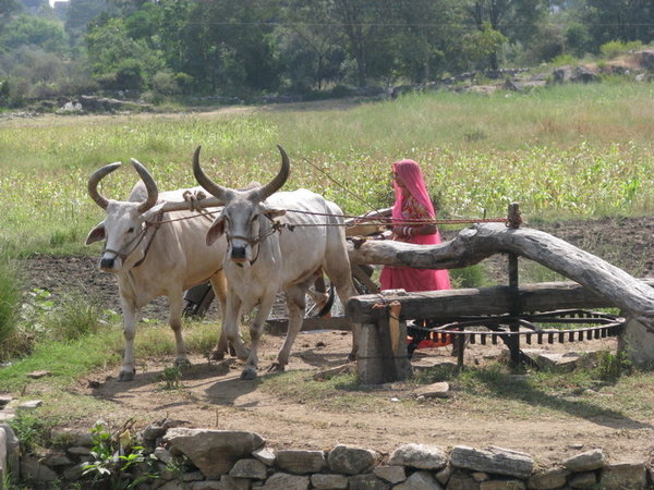 woman and ox working