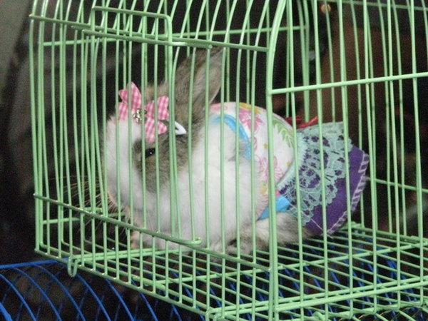 bunny in little cage