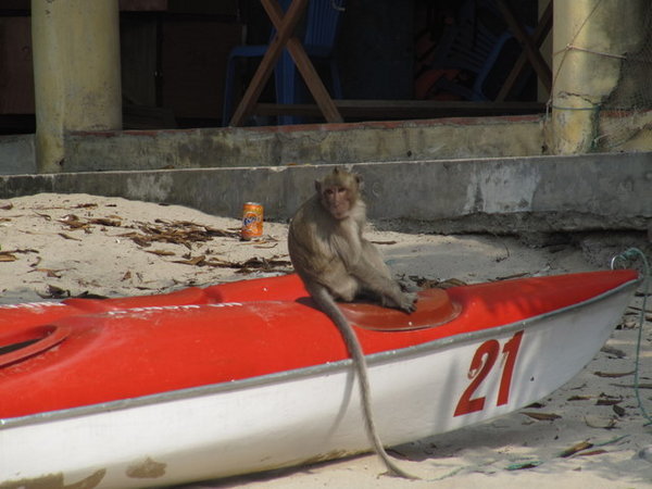 monkey on kayak