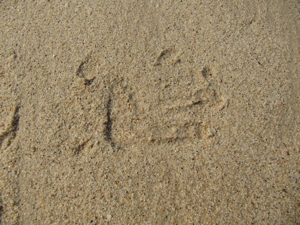 a predators footprint in the sand
