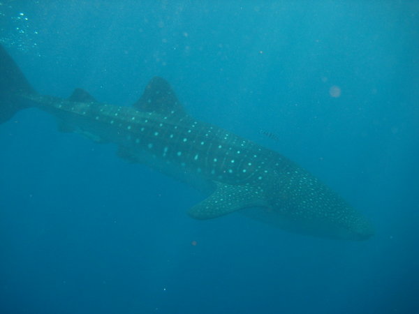 another picture of a whale shark