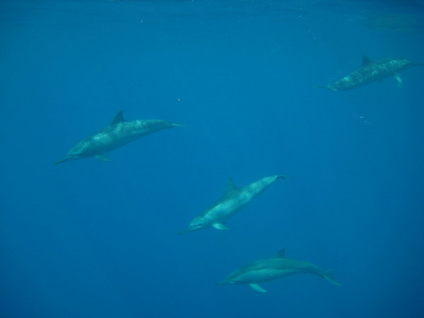 pod of spinner dolphins