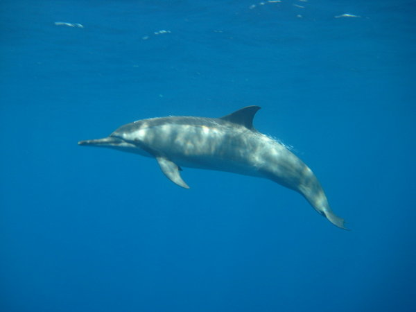 single spinner dolphin with bubbles