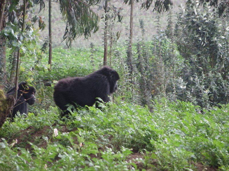Gorillas at the jungle's edge. No hiking needed. 