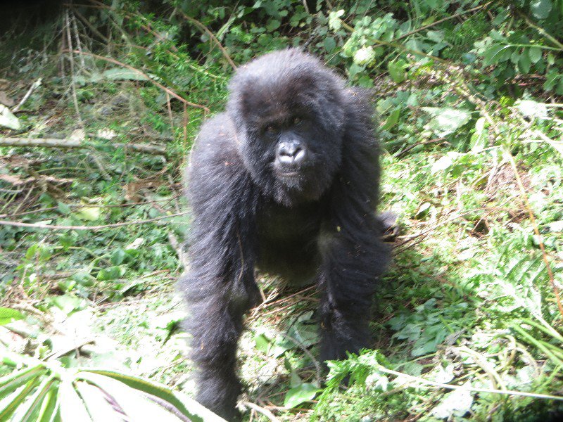 curious young gorilla