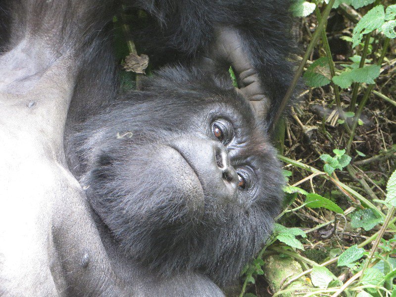 sleepy gorilla
