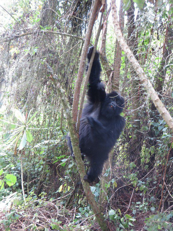 young gorilla nearly breaks the tree