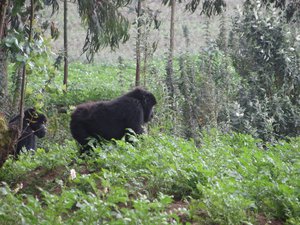 Gorillas at the jungle's edge. No hiking needed. 